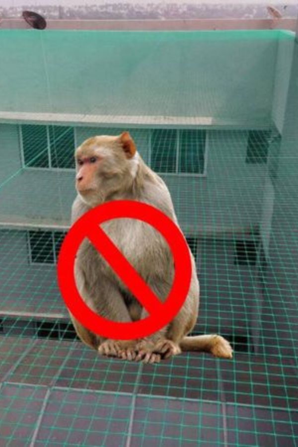 Monkey Safety Nets